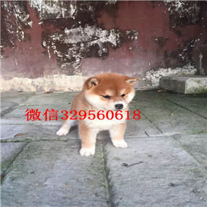 四平纯种健康好一点柴犬柴犬图片