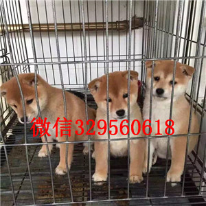 泰安双血统品相好好一点柴犬柴犬图片