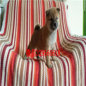 株洲双血统品相好带血统柴犬宠物狗柴犬