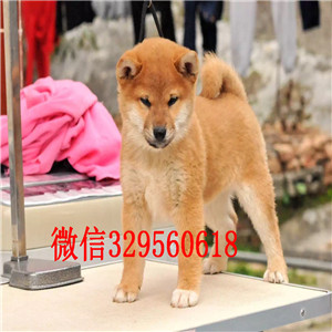 荆州哪里繁殖日系柴犬柴犬繁殖场