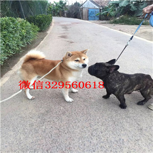 萍乡纯种健康带血统柴犬柴犬图片