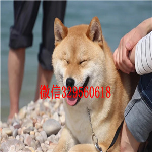 苏州哪里繁殖好一点柴犬柴犬图片