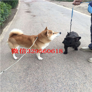 萍乡纯种健康带血统柴犬柴犬图片