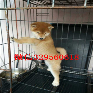 大连哪里有卖好一点柴犬柴犬繁殖场