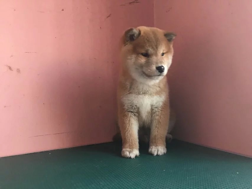 佛山哪里卖的柴犬便宜 佛山黑色柴犬怎么卖 佛山黄色柴犬多少钱