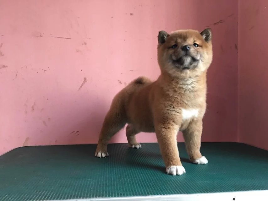 佛山赤色柴犬多少钱 佛山哪里卖纯种柴犬 黑色柴犬价格