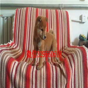 常德双血统品相好带出生纸柴犬柴犬价格