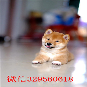 江西九江出售纯种柴犬 江西九江柴犬多少钱一