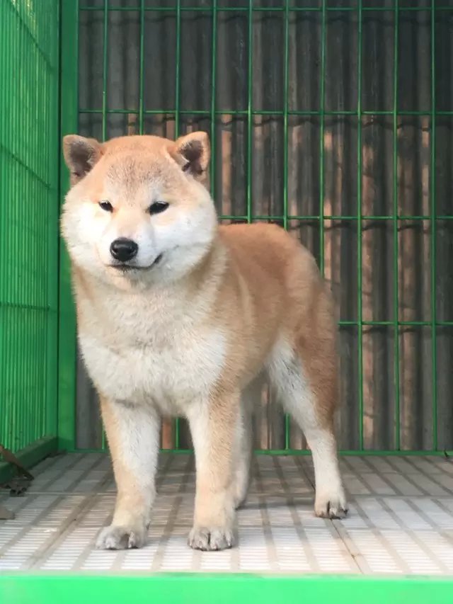佛山哪里卖的柴犬便宜 佛山黑色柴犬怎么卖 佛山黄色柴犬多少钱