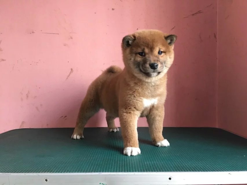 济南赤色柴犬多少钱 济南哪里卖纯种柴犬 黑色柴犬价格