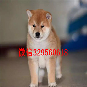 潍坊柴犬多少钱  潍坊哪里有卖柴犬  日系柴犬出售