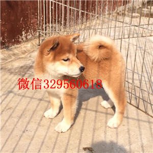 白城双血统品相好带出生纸柴犬柴犬多少钱