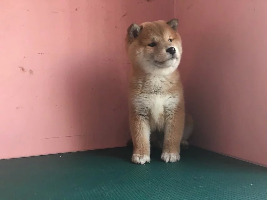 佛山赤色柴犬多少钱 佛山哪里卖纯种柴犬 黑色柴犬价格