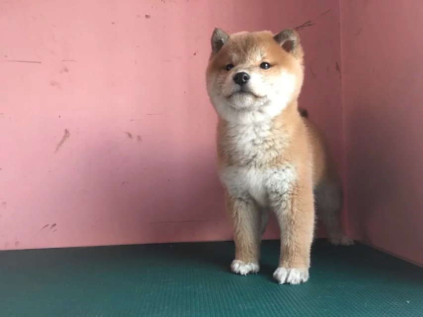 济南赤色柴犬多少钱 济南哪里卖纯种柴犬 黑色柴犬价格