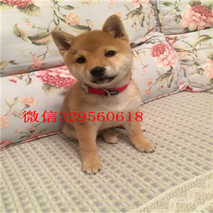 襄樊哪里有出售好一点柴犬柴犬价格