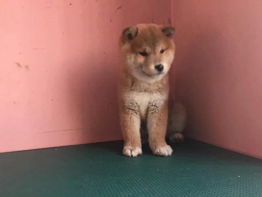 重庆赤色柴犬多少钱 重庆哪里卖纯种柴犬 黑色