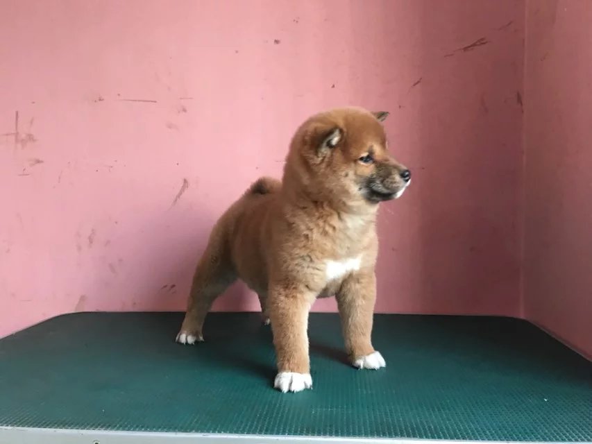 青岛赤色柴犬多少钱 青岛哪里卖纯种柴犬 黑色柴犬价格