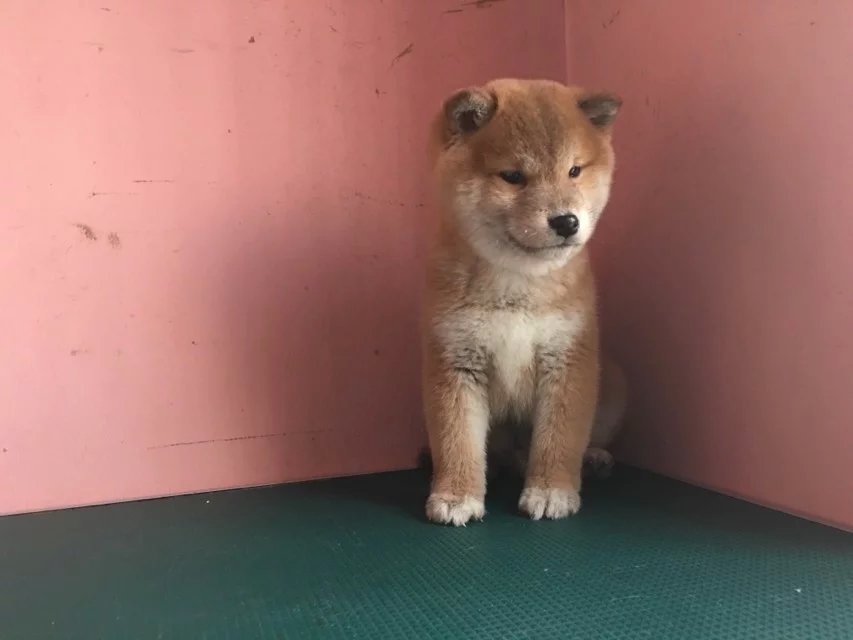 青岛赤色柴犬多少钱 青岛哪里卖纯种柴犬 黑色柴犬价格