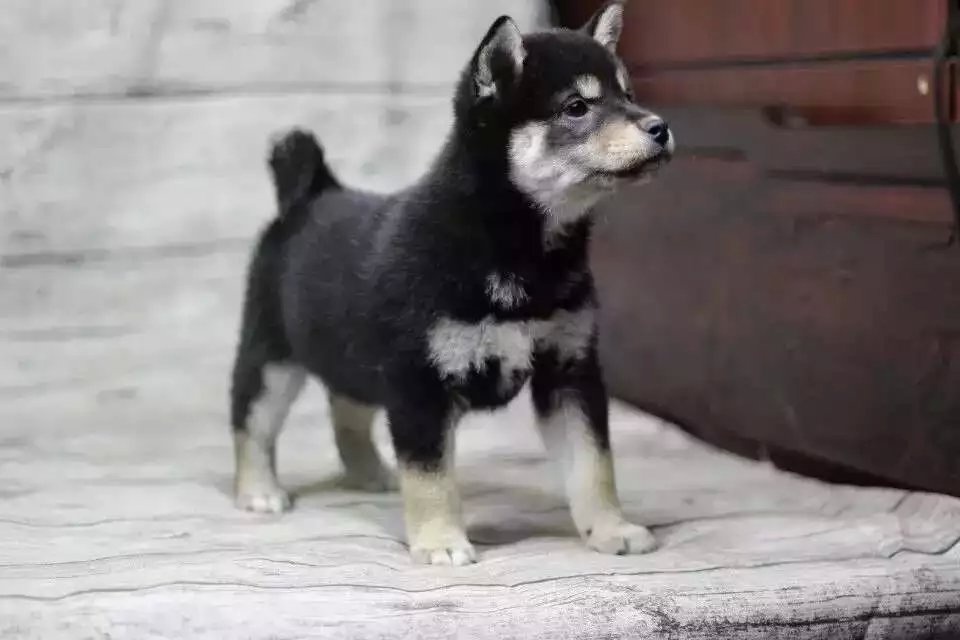 佛山哪里卖的柴犬便宜 佛山黑色柴犬怎么卖 佛山黄色柴犬多少钱