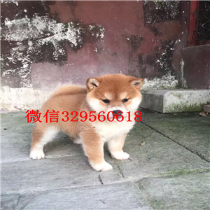 延安纯种柴犬多少钱一只宠物狗柴犬价格纯日系