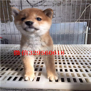 林芝柴犬哪里有卖多少钱出售极品赛级柴犬幼犬