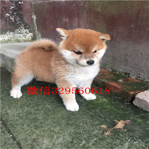 琼中纯种柴犬多少钱一只宠物狗柴犬价格纯种柴