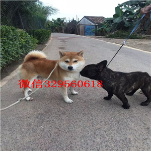 襄樊柴犬哪里有卖多少钱狗场直销纯种健康的柴犬哪里能买到家养的柴犬可爱呆萌的柴犬