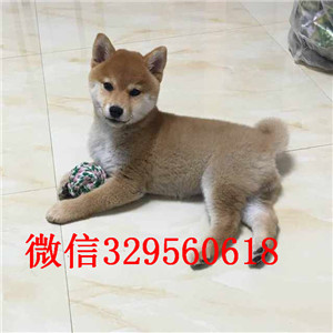 百色柴犬哪里有卖多少钱狗场直销纯种健康的柴