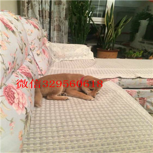 黄山纯种健康柴犬幼犬出售极品赛级柴犬幼犬纯