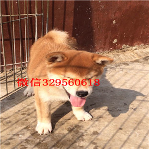 黑河纯种柴犬多少钱一只哪里有卖柴犬哪里能买到家养的柴犬出售柴犬公母都有