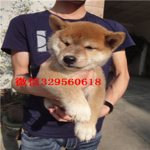 湘潭纯种柴犬幼犬多少钱一只狗场直销纯种健康