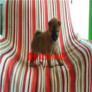 铜陵纯种柴犬幼犬多少钱一只狗场直销纯种健康