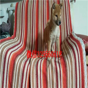 文山纯种柴犬多少钱一只哪里有卖柴犬日系柴犬幼犬出售柴犬公母都有