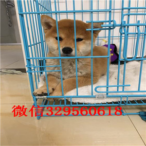 湘潭纯种柴犬幼犬多少钱一只狗场直销纯种健康的柴犬纯日系血统柴犬价格柴犬多少钱一只