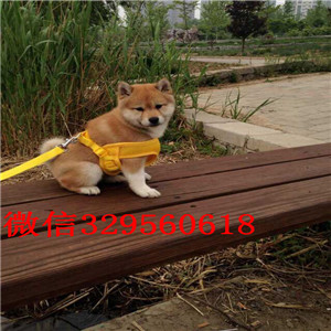 滨州纯种健康柴犬幼犬狗场直销纯种健康的柴犬