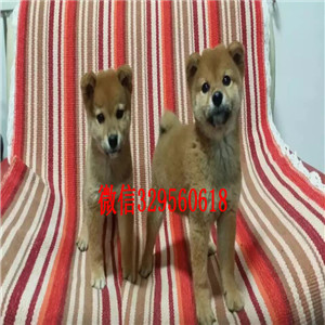 文山纯种柴犬多少钱一只哪里有卖柴犬日系柴犬幼犬出售柴犬公母都有