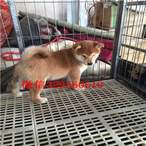 朔州纯种健康柴犬幼犬宠物狗柴犬价格纯日系血