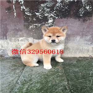 襄樊柴犬哪里有卖多少钱狗场直销纯种健康的柴犬哪里能买到家养的柴犬可爱呆萌的柴犬