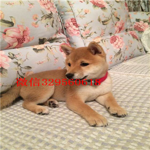 株洲纯种健康柴犬幼犬狗场直销纯种健康的柴犬