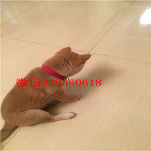 黔东南纯种柴犬多少钱一只狗场直销纯种健康的柴犬日系柴犬幼犬可爱呆萌的柴犬