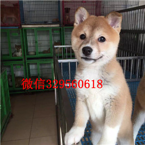 九江纯种柴犬多少钱一只哪里有卖柴犬哪里能买