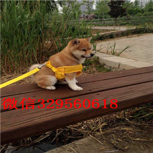 四平纯种柴犬幼犬多少钱一只出售极品赛级柴犬