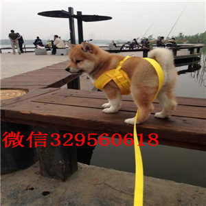 定西纯种柴犬多少钱一只哪里有卖柴犬哪里能买到家养的柴犬柴犬价格 多少钱一只