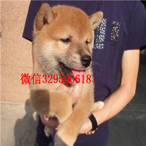 襄樊纯种柴犬多少钱一只出售极品赛级柴犬幼犬哪里能买到家养的柴犬可爱呆萌的柴犬