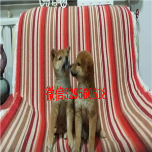 文山纯种柴犬多少钱一只哪里有卖柴犬日系柴犬幼犬出售柴犬公母都有