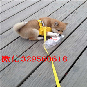 常德柴犬哪里有卖多少钱哪里有卖柴犬日系柴犬