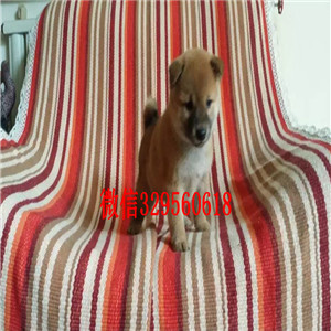 苏州纯种柴犬幼犬多少钱一只狗场直销纯种健康