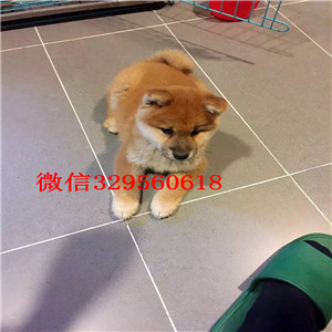 铜陵纯种健康柴犬幼犬狗场直销纯种健康的柴犬纯种赛级日本柴犬幼犬柴犬价格 多少钱一只