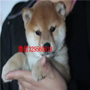 铜陵纯种健康柴犬幼犬狗场直销纯种健康的柴犬纯种赛级日本柴犬幼犬柴犬价格 多少钱一只