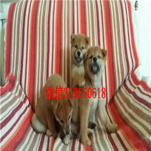 株洲纯种柴犬多少钱一只宠物狗柴犬价格日系柴